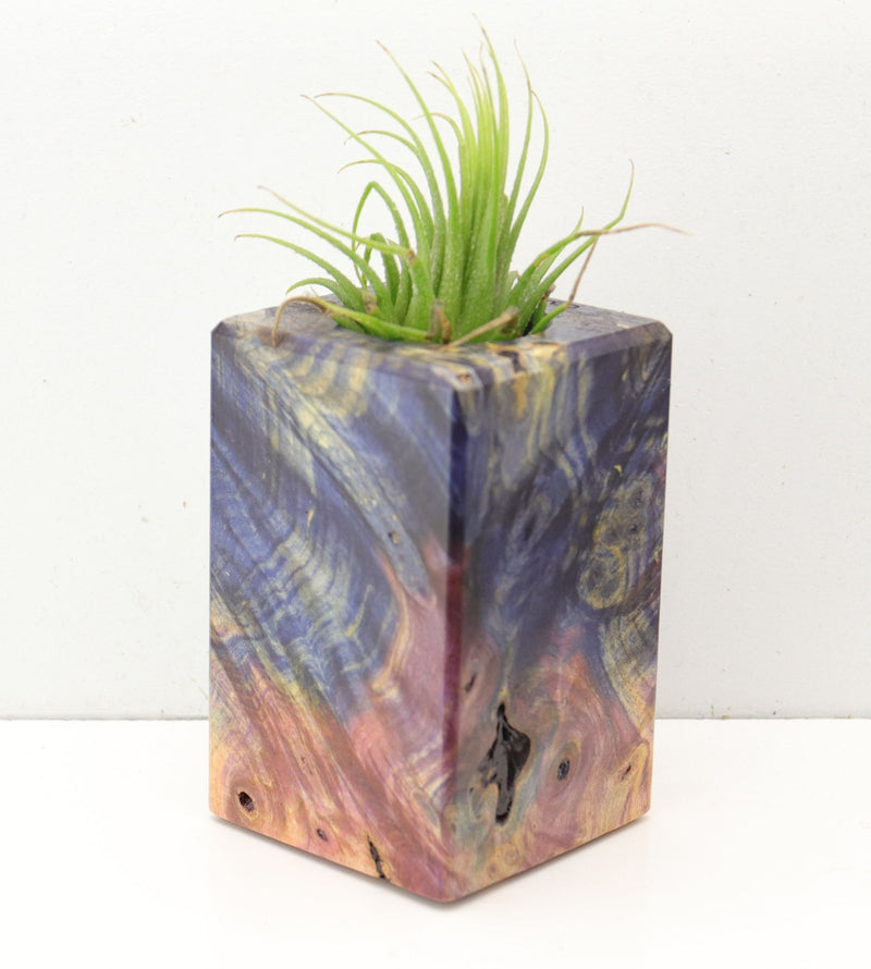 Wood Burl  Air Plant Holder - Juliette (Wood Burl, 692613)
