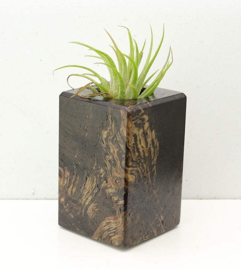 Wood Burl  Air Plant Holder - Glenn (Wood Burl, 693036)