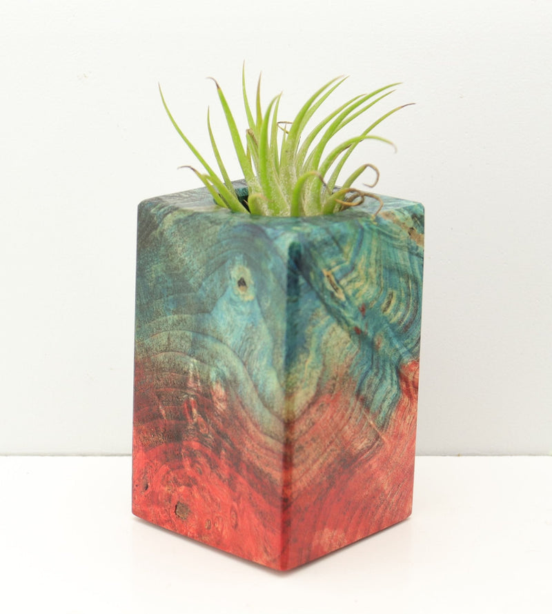 Wood Burl Wood+Resin Air Plant Holder - Bernice (Fire & Ice, 693235)