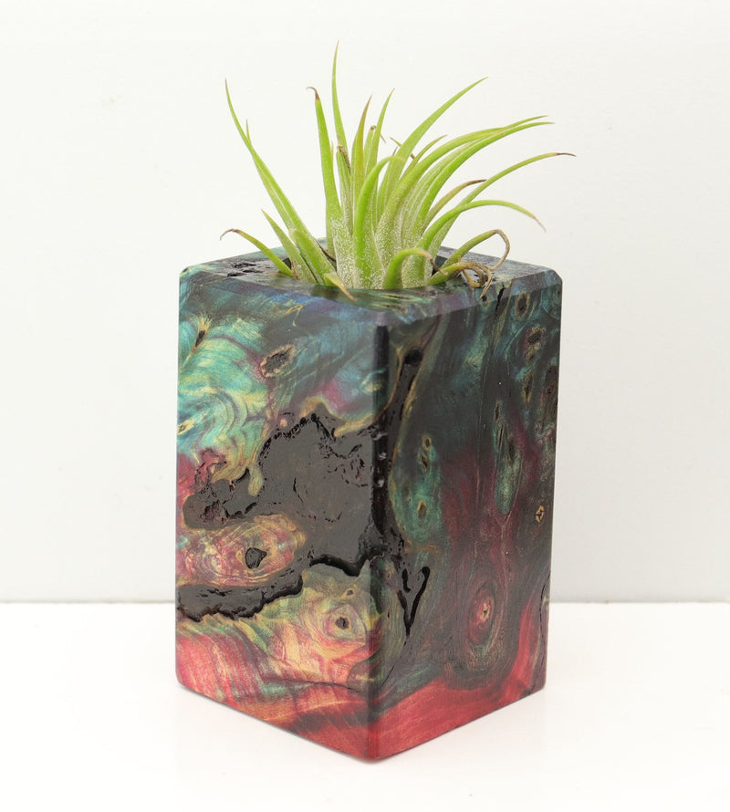 Wood Burl Wood+Resin Air Plant Holder - Mitchell (Fire & Ice, 693239)