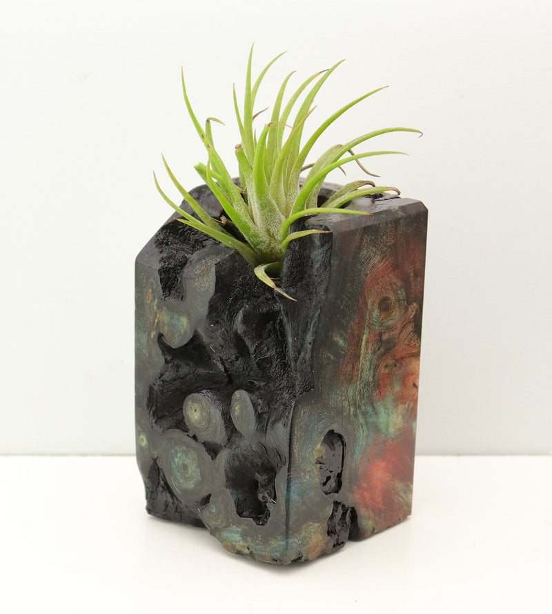 Wood Burl Wood+Resin Air Plant Holder - Anaya (Fire & Ice, 693241)