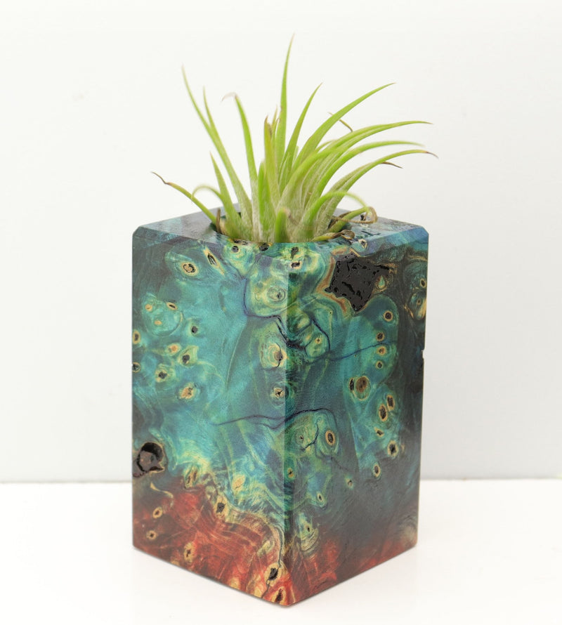 Wood Burl Wood+Resin Air Plant Holder - Rickey (Fire & Ice, 693243)