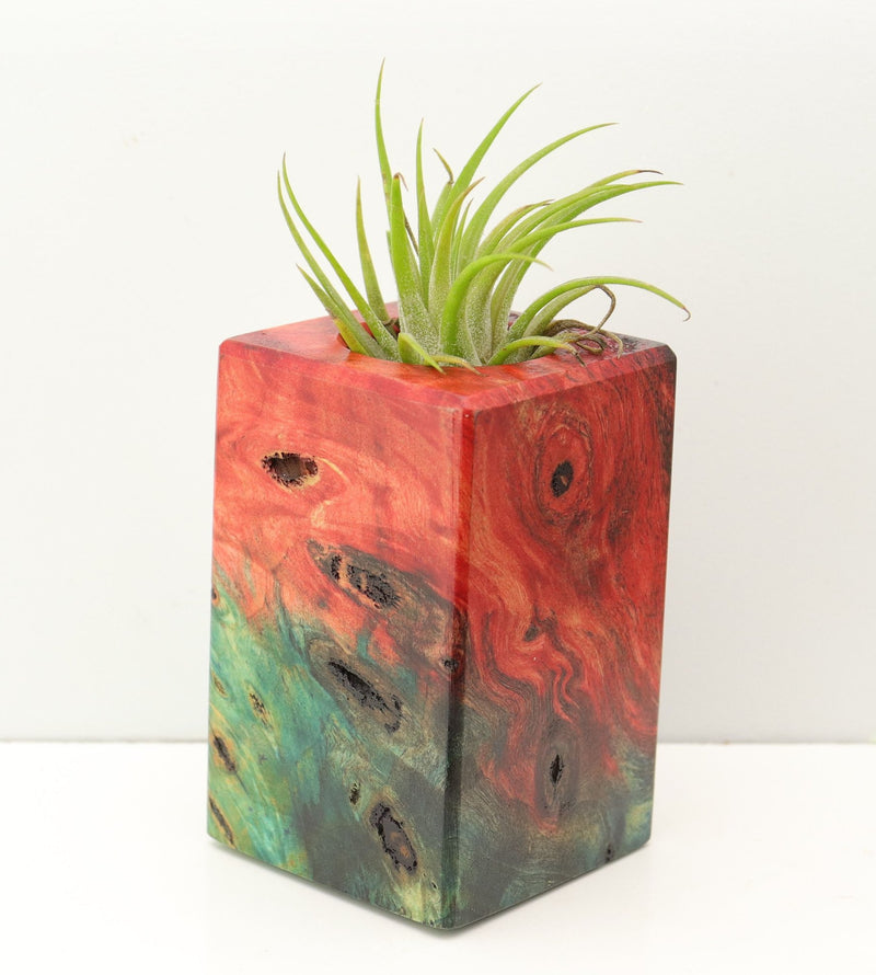 Wood Burl Wood+Resin Air Plant Holder - Doug (Fire & Ice, 693244)