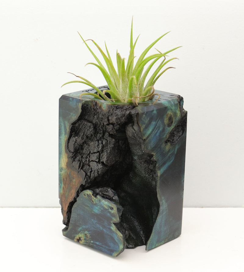 Wood Burl Wood+Resin Air Plant Holder - Perry (Fire & Ice, 693245)