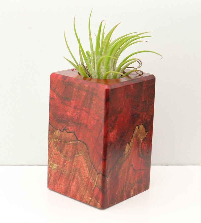 Wood Burl Wood+Resin Air Plant Holder - Seth (Fire & Ice, 693247)