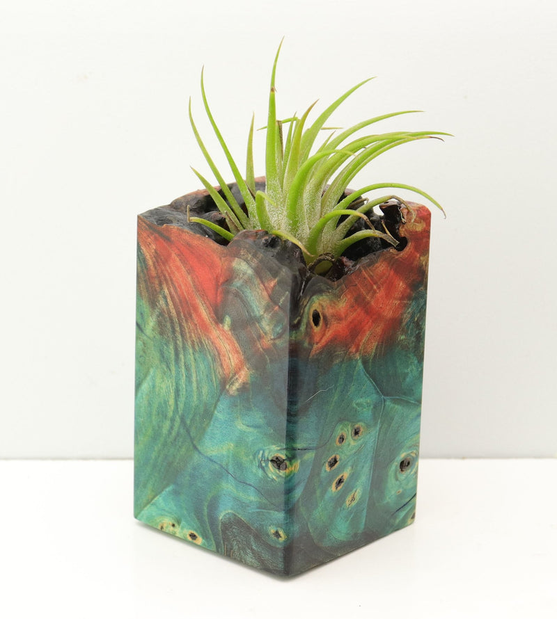 Wood Burl Wood+Resin Air Plant Holder - Willow (Fire & Ice, 693254)