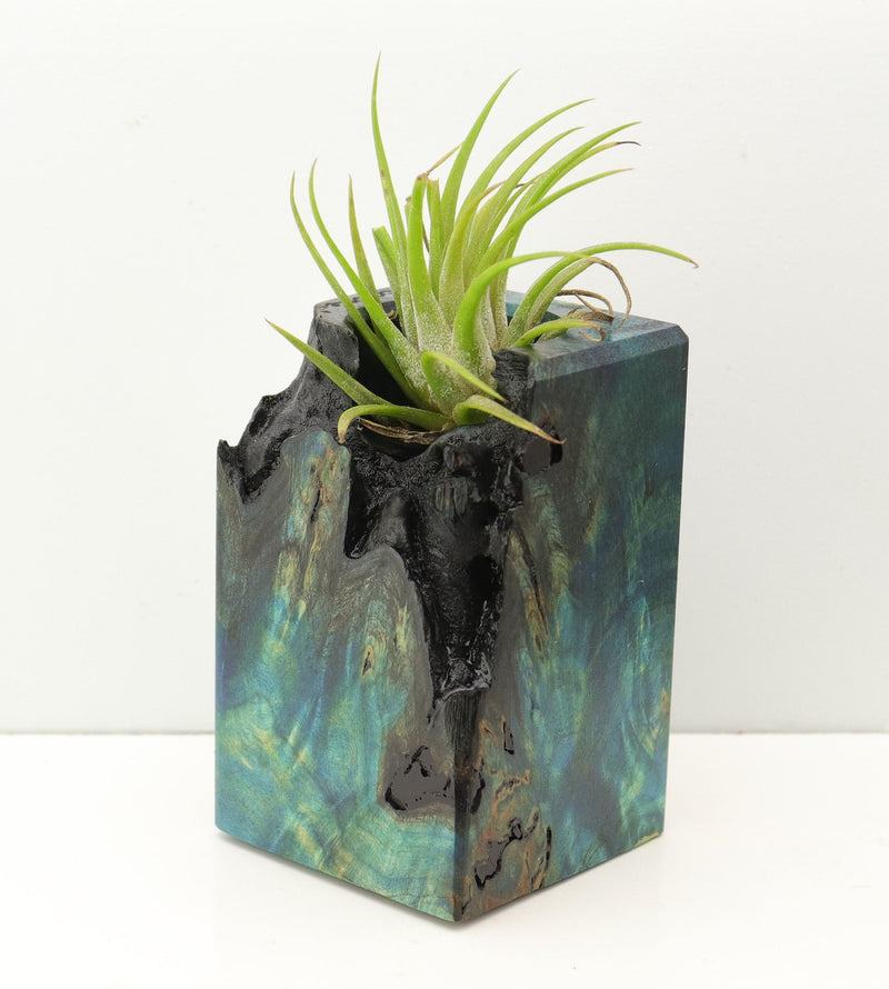 Wood Burl Wood+Resin Air Plant Holder - Atlas (Fire & Ice, 693259)