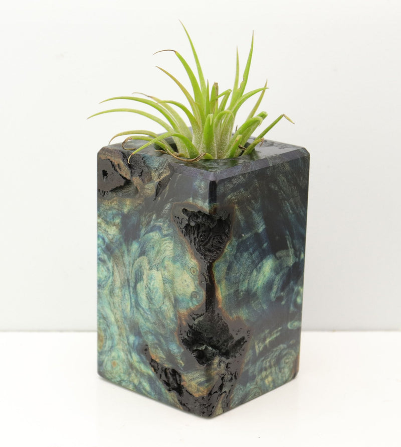 Wood Burl Wood+Resin Air Plant Holder - Donovan (Fire & Ice, 693266)