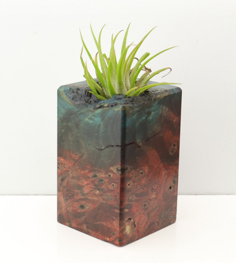 Wood Burl Wood+Resin Air Plant Holder - Tammy (Fire & Ice, 693271)