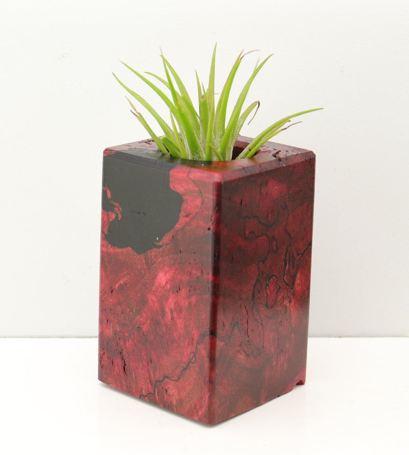 Wood Burl Wood+Resin Air Plant Holder - Haisley (Fire & Ice, 693274)