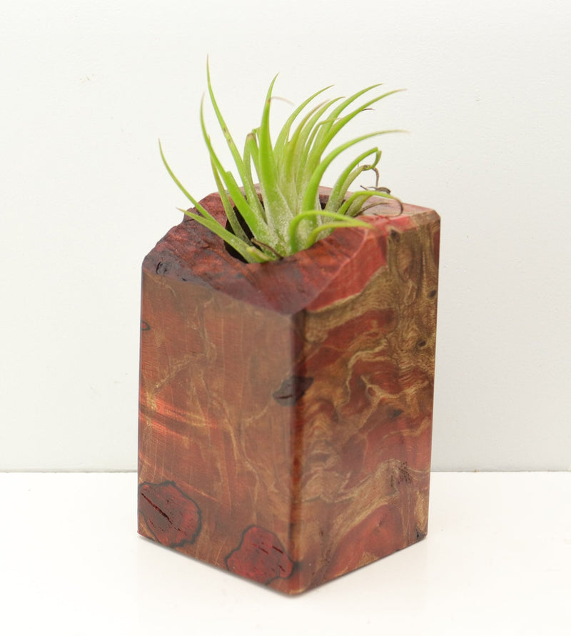 Wood Burl Wood+Resin Air Plant Holder - Reign (Fire & Ice, 693282)