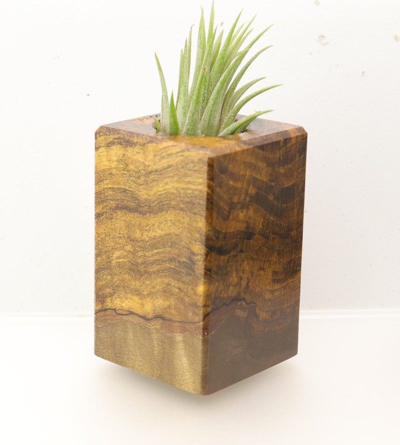 Wood Burl  Air Plant Holder - Daphne (Wood Burl, 695063)