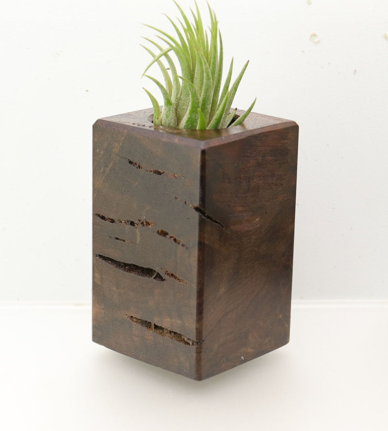 Wood Burl  Air Plant Holder - Knox (Wood Burl, 695065)