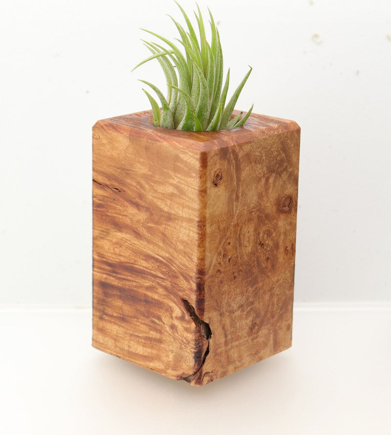 Wood Burl  Air Plant Holder - Denzel (Wood Burl, 695066)