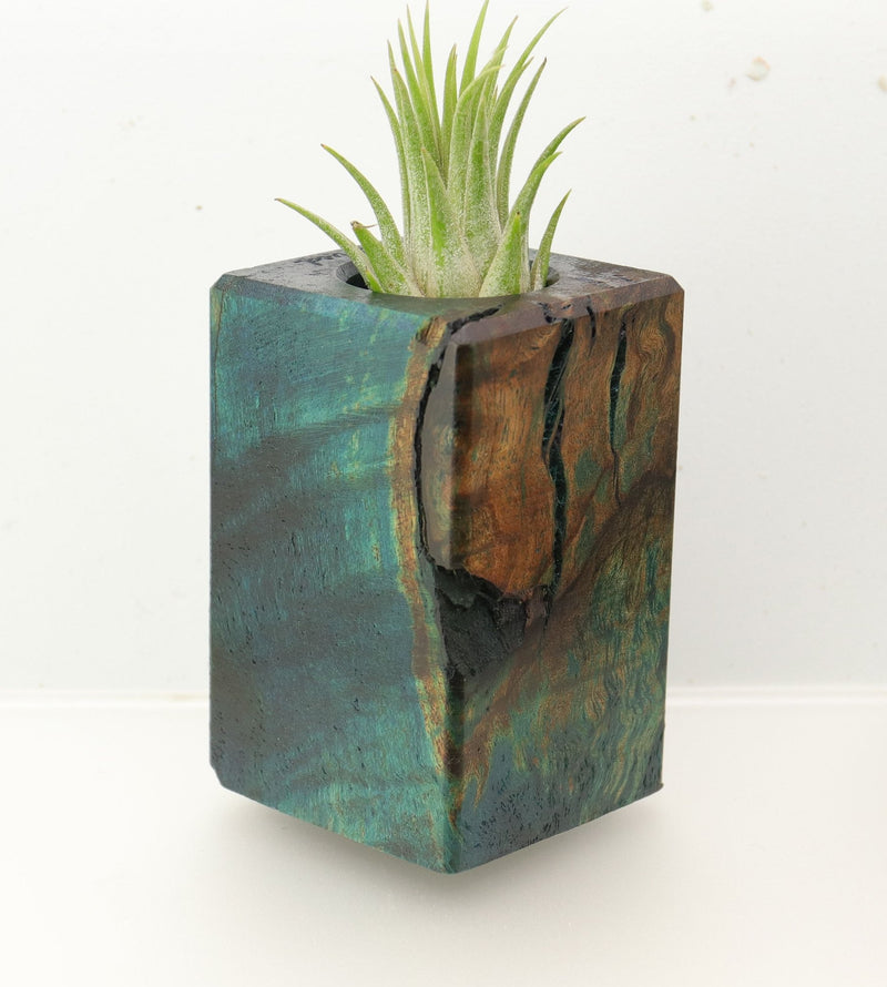 Wood Burl  Air Plant Holder - Lauryn (Wood Burl, 695067)