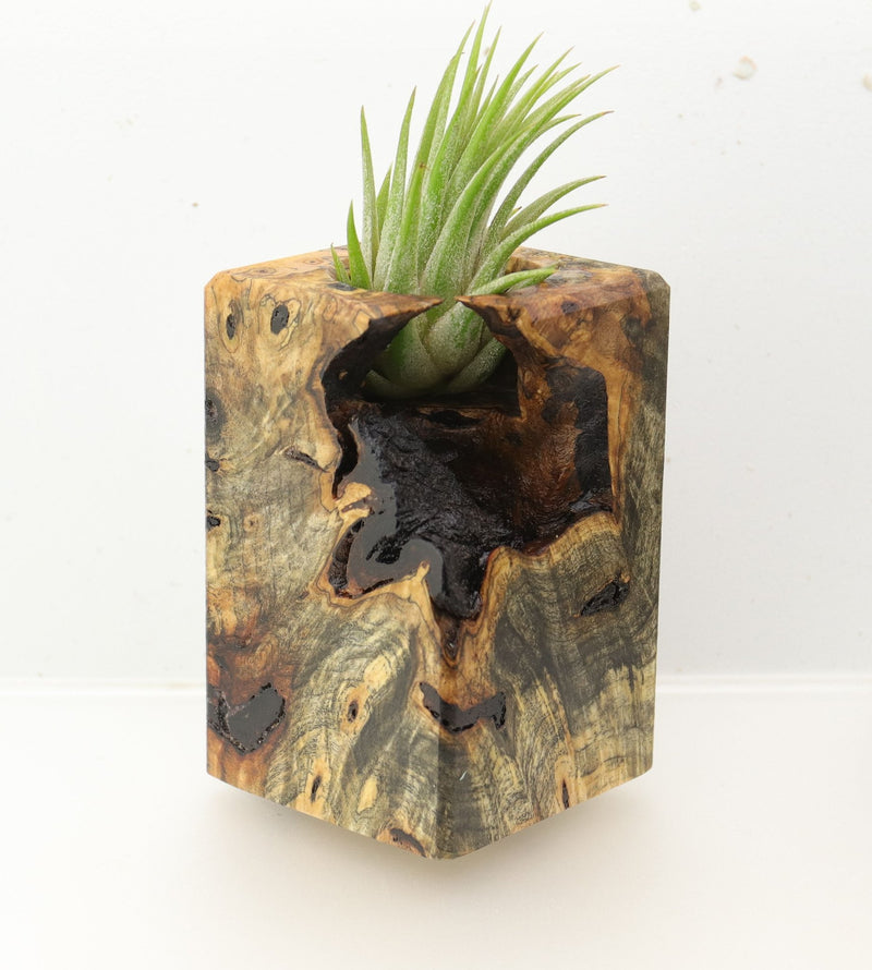 Wood Burl  Air Plant Holder - Izabella (Wood Burl, 695070)