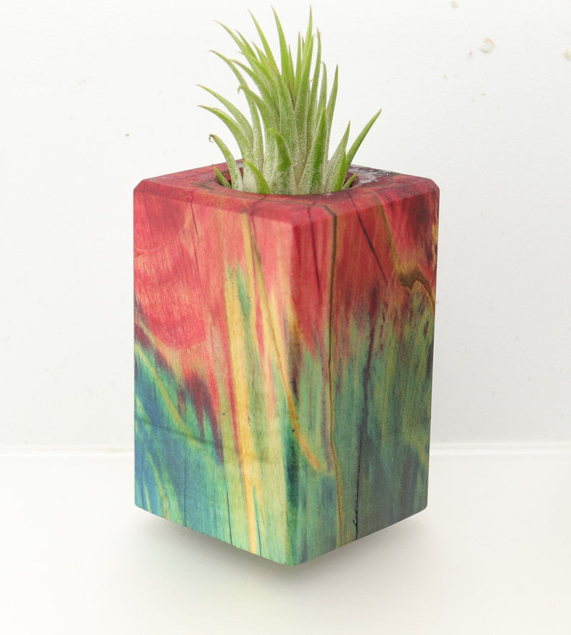 Wood Burl  Air Plant Holder - Lena (Wood Burl, 695071)
