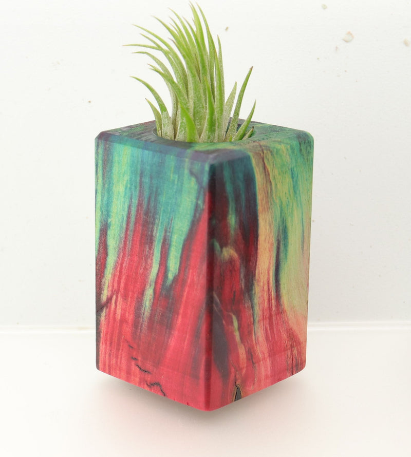 Wood Burl  Air Plant Holder - Jacqueline (Wood Burl, 695072)