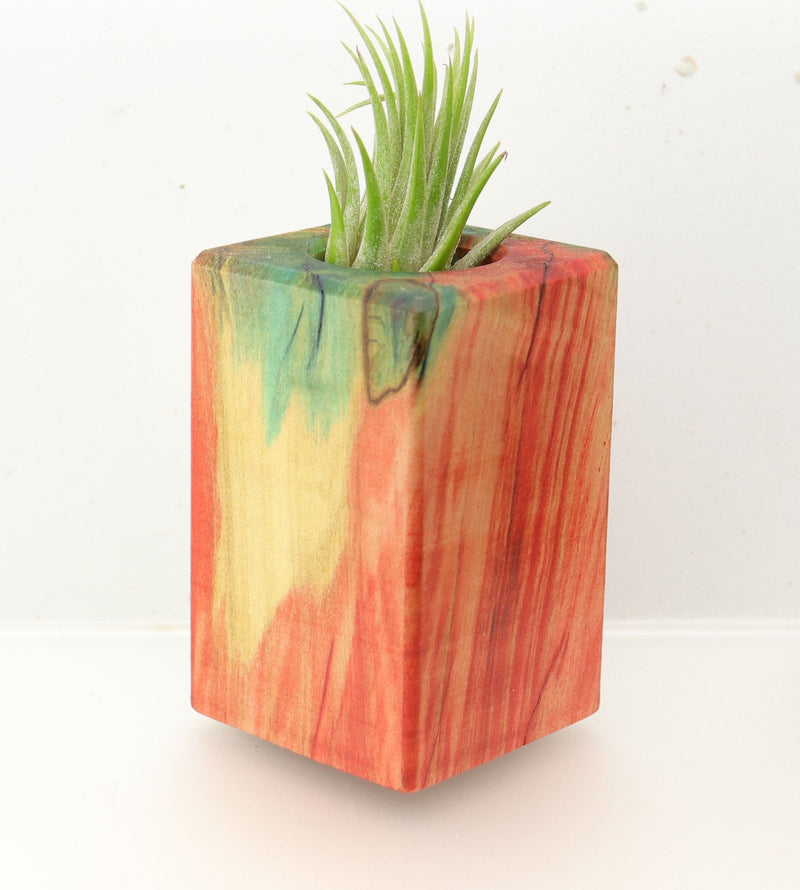 Wood Burl  Air Plant Holder - Peggy (Wood Burl, 695073)