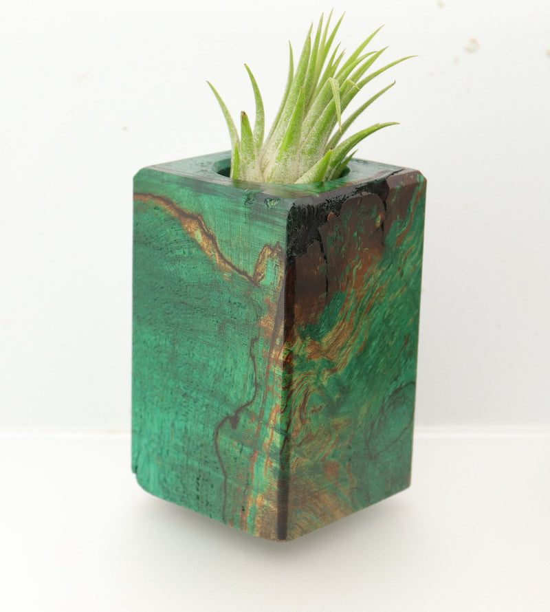 Wood Burl  Air Plant Holder - Eugene (Wood Burl, 695076)