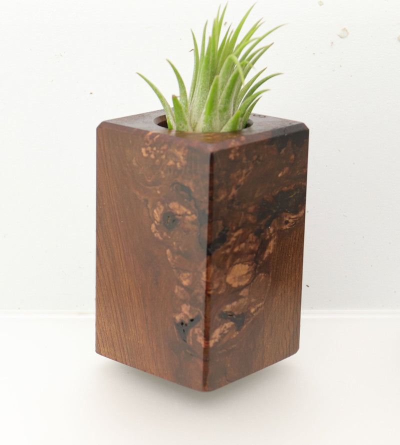 Wood Burl  Air Plant Holder - Cairo (Wood Burl, 695078)