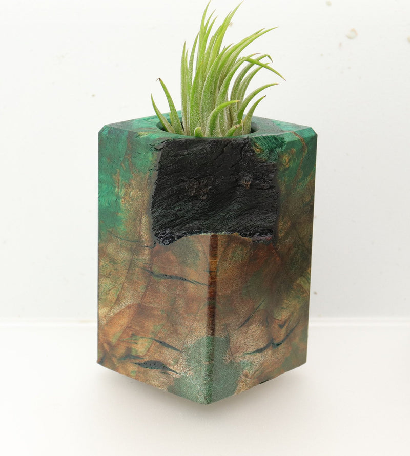 Wood Burl  Air Plant Holder - Katlyn (Wood Burl, 695079)