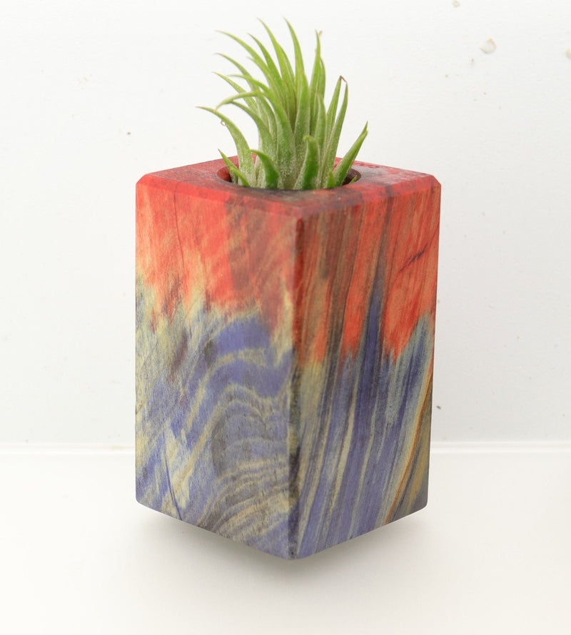 Wood Burl  Air Plant Holder - Bart (Wood Burl, 695081)