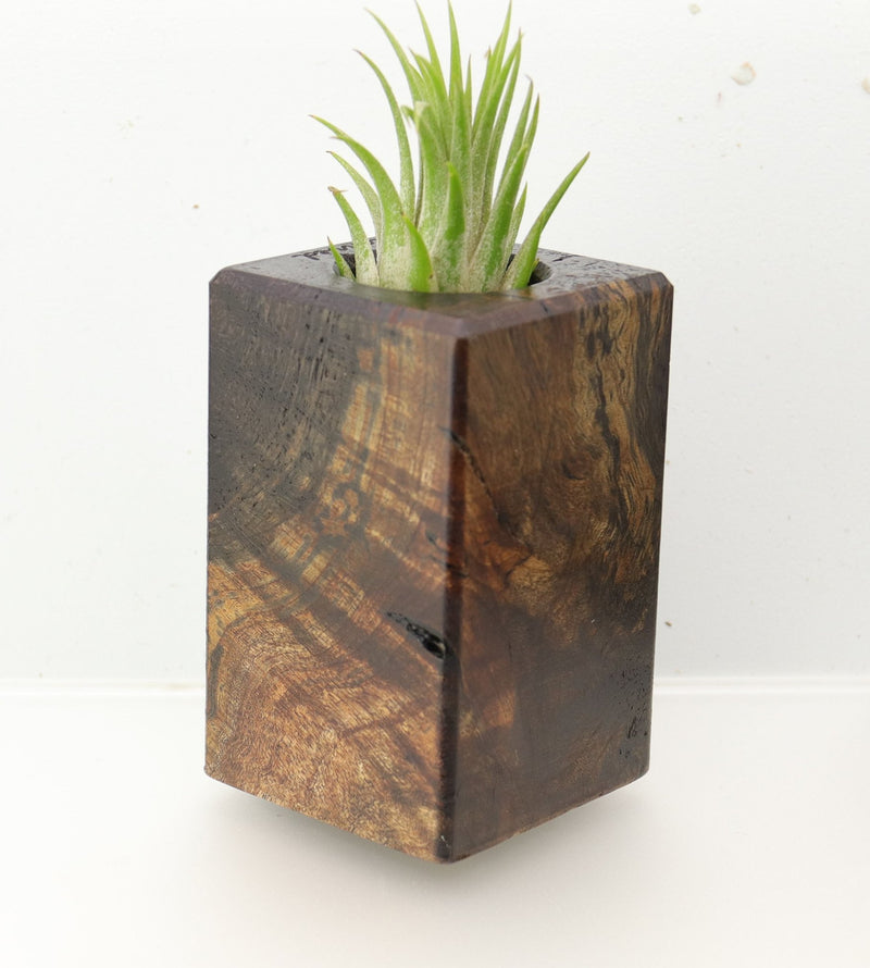 Wood Burl  Air Plant Holder - Jazlyn (Wood Burl, 695083)