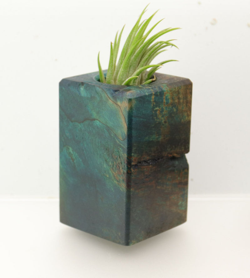 Wood Burl  Air Plant Holder - Darla (Wood Burl, 695084)