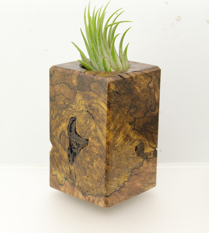 Wood Burl  Air Plant Holder - Willow (Wood Burl, 695085)