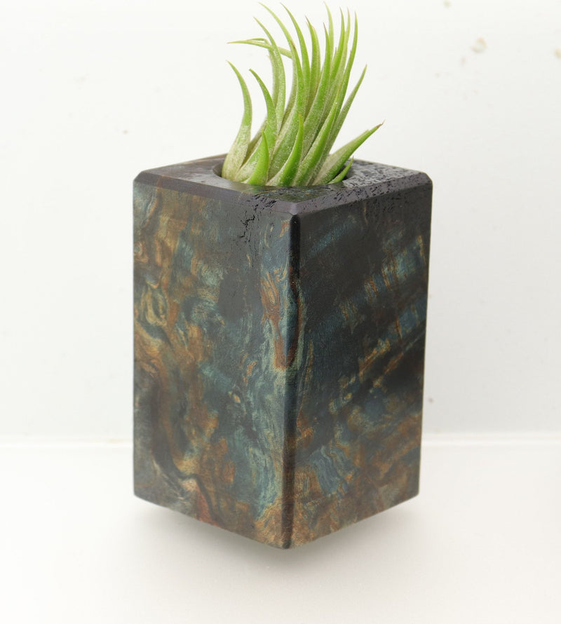 Wood Burl  Air Plant Holder - Kathy (Wood Burl, 695086)