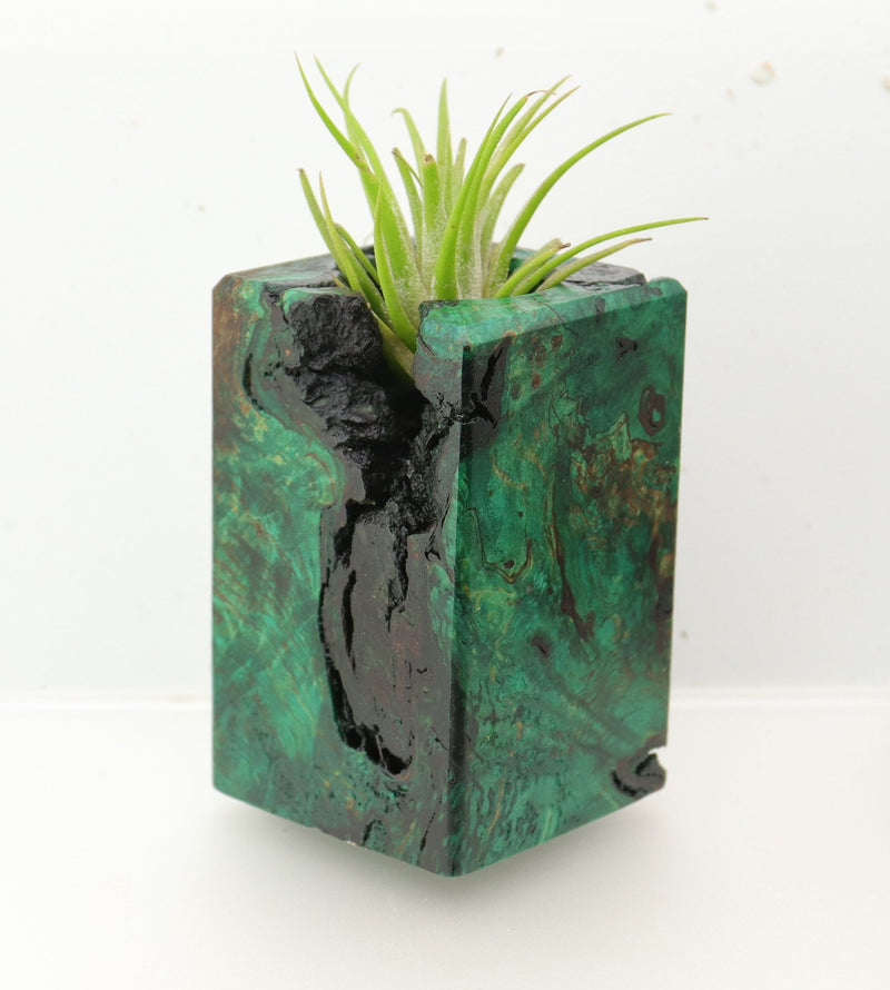 Wood Burl  Air Plant Holder - Travis (Wood Burl, 695088)