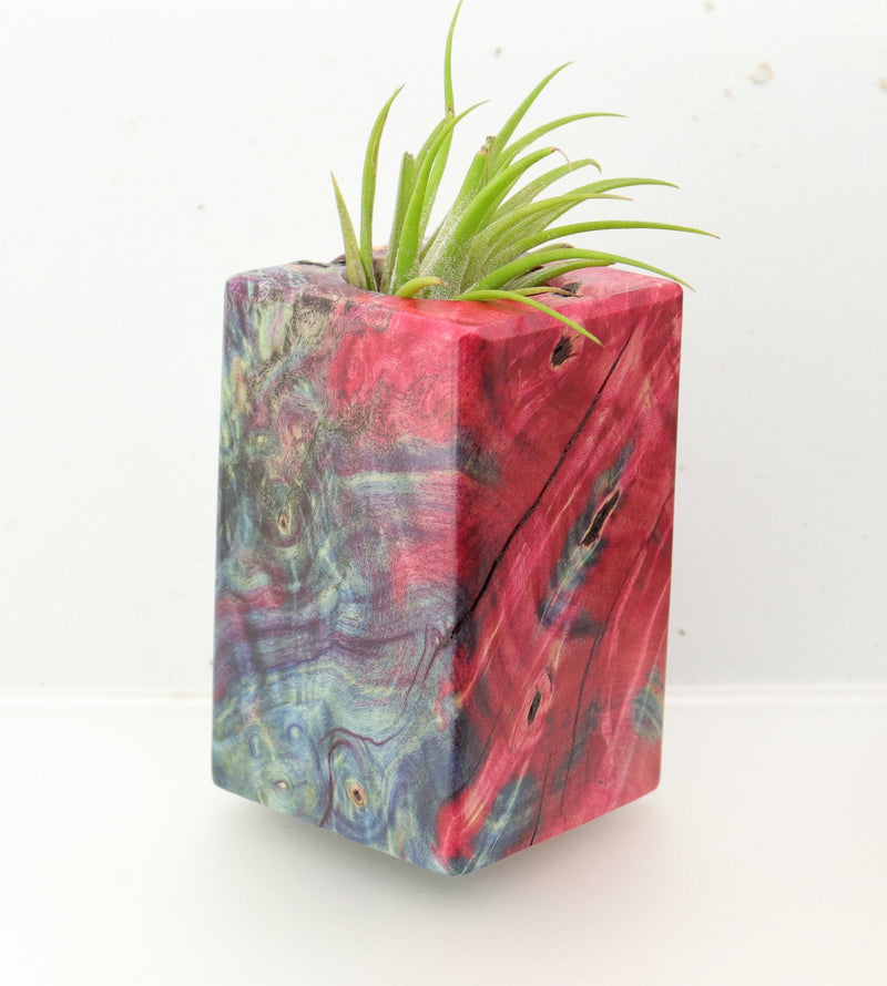 Wood Burl  Air Plant Holder - Pablo (Wood Burl, 695090)