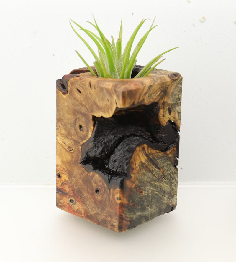 Wood Burl  Air Plant Holder - Earl (Wood Burl, 695091)