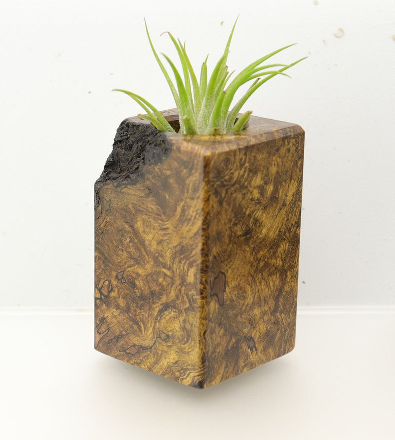 Wood Burl  Air Plant Holder - Chelsey (Wood Burl, 695092)