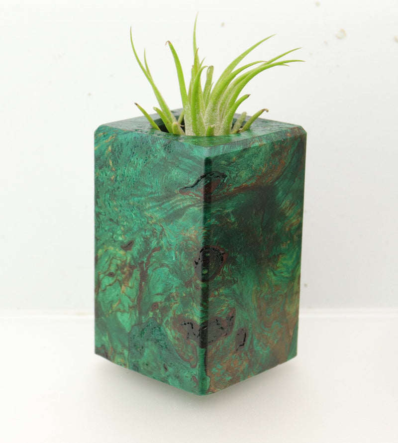 Wood Burl  Air Plant Holder - Adaline (Wood Burl, 695093)