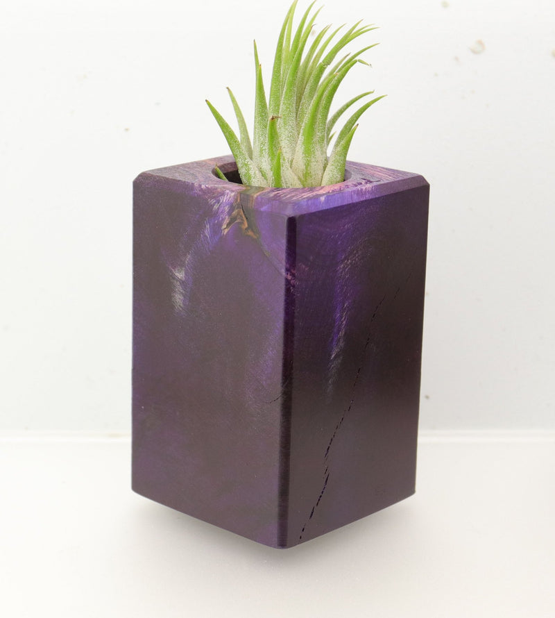 Wood Burl  Air Plant Holder - Marilyn (Wood Burl, 695095)