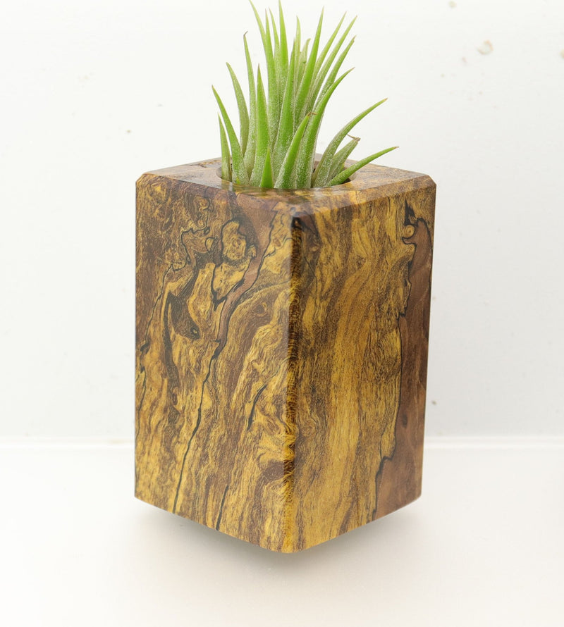 Wood Burl  Air Plant Holder - Loretta (Wood Burl, 695096)