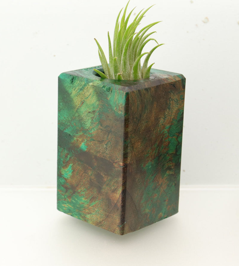 Wood Burl  Air Plant Holder - Imani (Wood Burl, 695097)