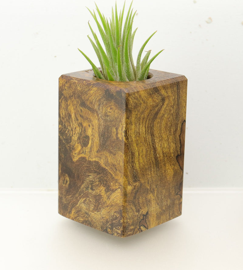 Wood Burl  Air Plant Holder - Russell (Wood Burl, 695098)