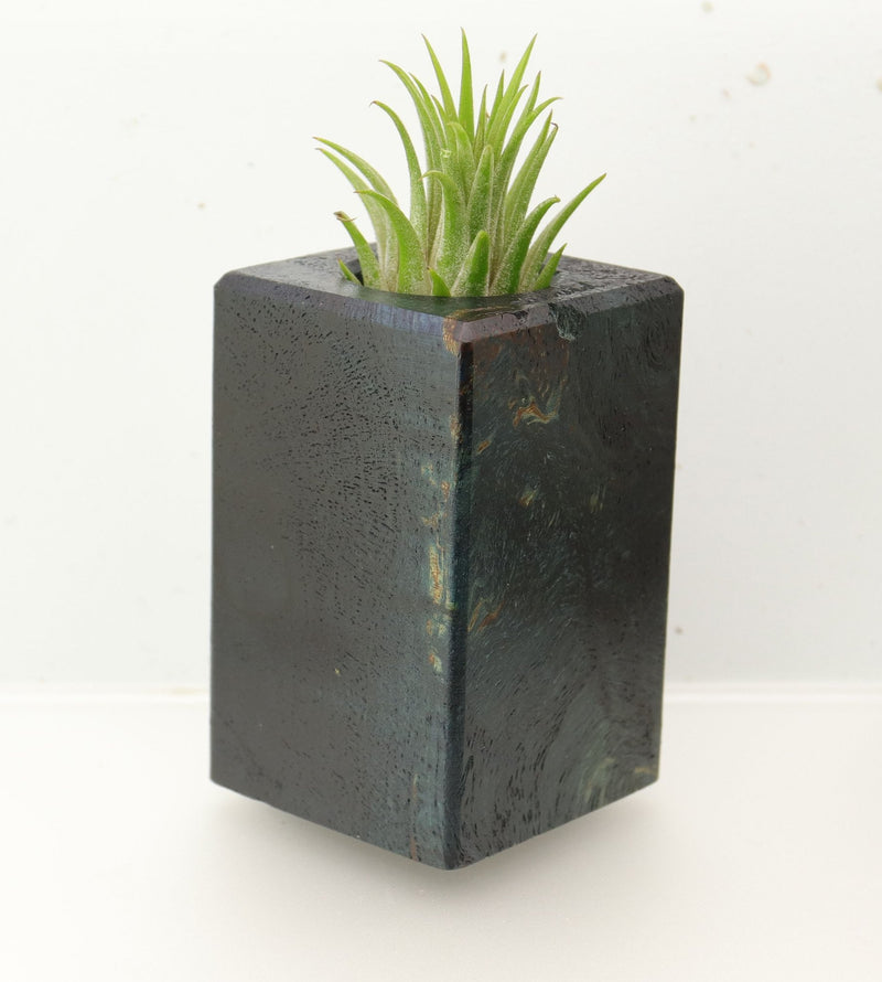 Wood Burl  Air Plant Holder - Joshua (Wood Burl, 695099)