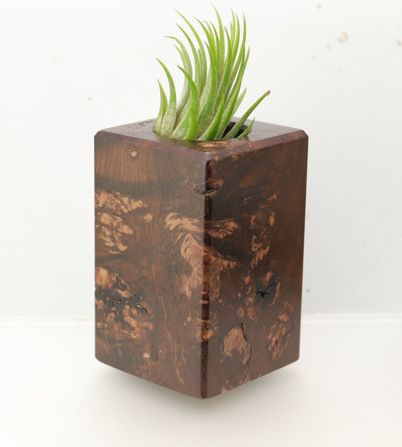 Wood Burl  Air Plant Holder - Vera (Wood Burl, 695100)