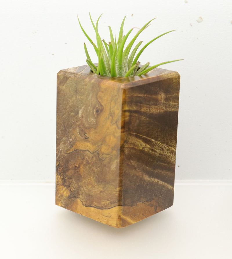 Wood Burl  Air Plant Holder - Maliyah (Wood Burl, 695102)